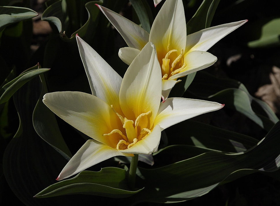 selective focus photography of white and yellow lilies HD wallpaper