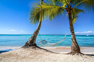 gray hammock between two gray coconut trees