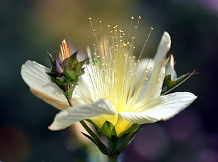 macro photography of white and yellow petaled flower
