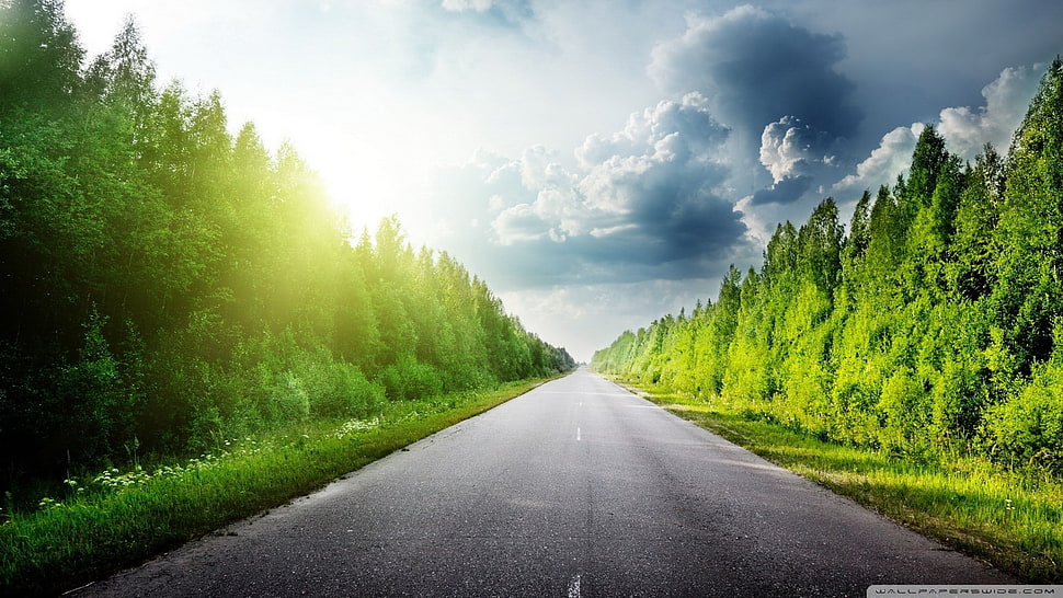 concrete road between trees wallpaper, road, trees, sky, sunlight HD wallpaper
