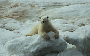 polar bear on iceberg HD wallpaper