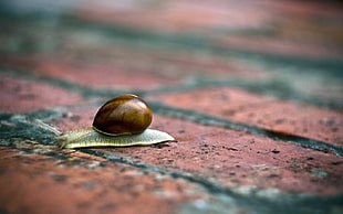 selective focus photography of brown snail