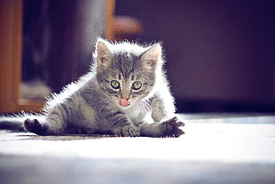 silver Tabby kitten sitting on floor HD wallpaper