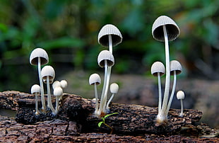 white mushrooms, mycena