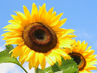 sunflowers under blue sky during daylight