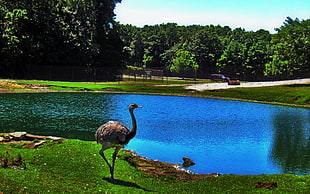 painting of ostrich near lake HD wallpaper