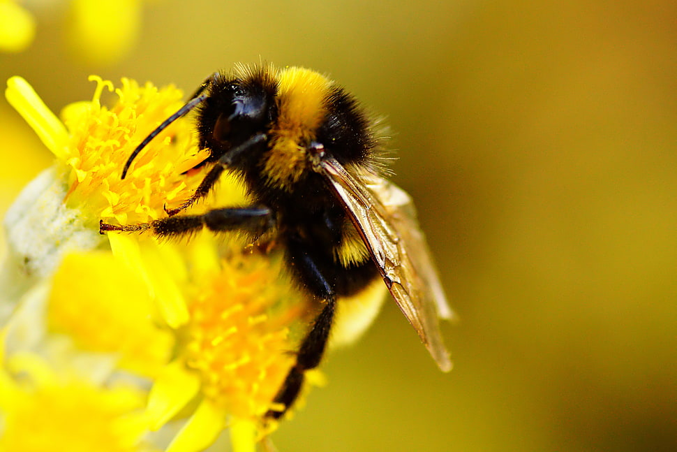 macro shot photography of bee on yellow flower, bumblebee HD wallpaper