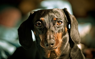 selective focus of adult smooth-coated black and tan Dachshund