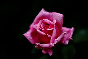 pink rose photography HD wallpaper