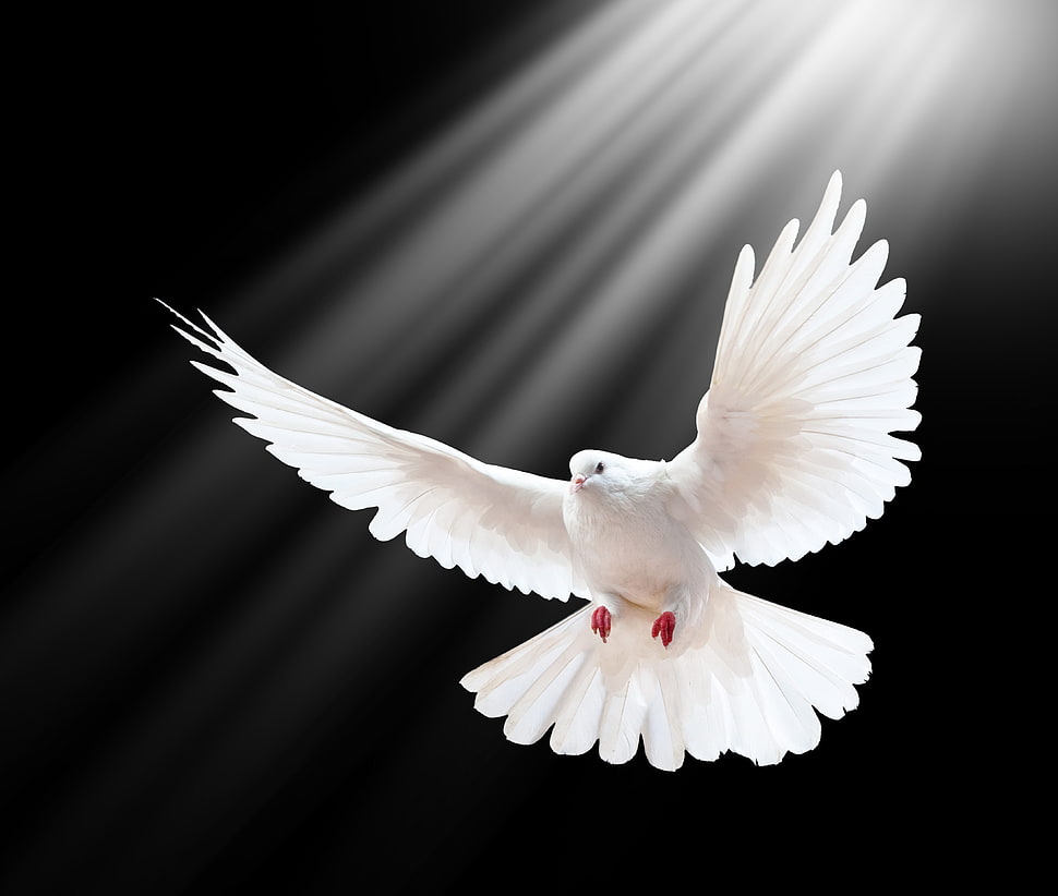 white dove spreading wings HD wallpaper