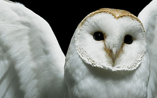 white owl, owl, closeup, Deftones