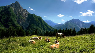 five cattles on grass during daytime, cows