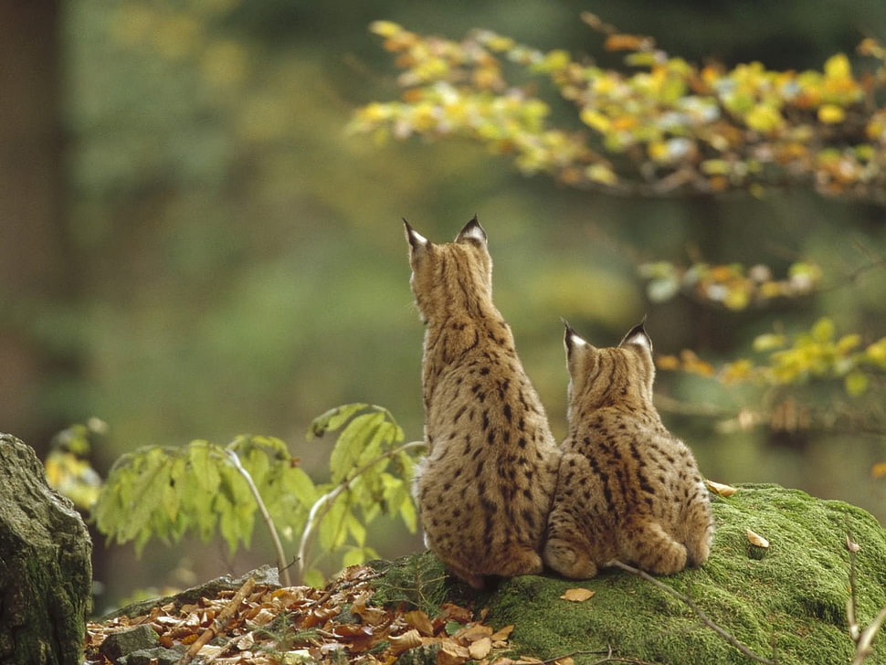 closeup photography of two Cheetahs HD wallpaper