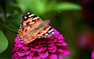 Butterfly,  Red,  Pink,  Spotted