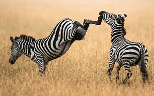two adult Zebras, zebras, animals