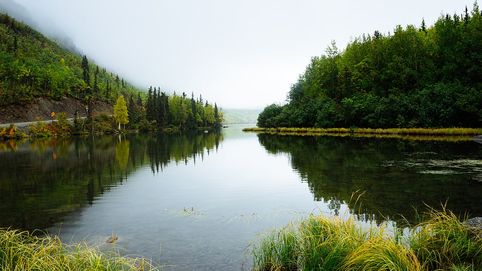 green forest beside lake during daytime HD wallpaper