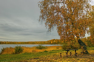 Chairs under trees near lake
