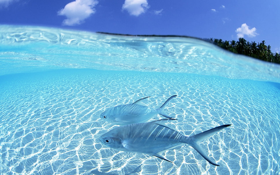 two silver fishes, water, fish HD wallpaper
