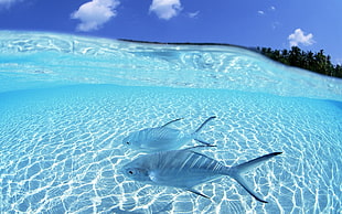 two silver fishes, water, fish