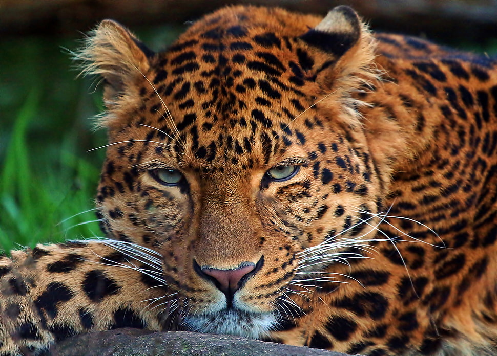 Leopard photo HD wallpaper