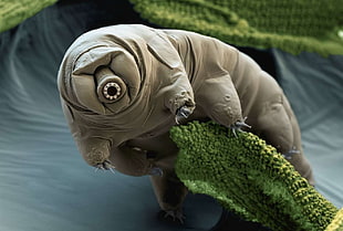 brown monster plush toy, nature, creature, Tardigrade, electron microscope image HD wallpaper