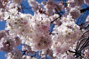 close-up photography of pink cherry blossom
