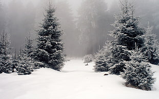 pine tree, nature, winter HD wallpaper