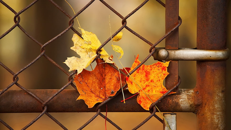 brown maple leaf, leaves HD wallpaper