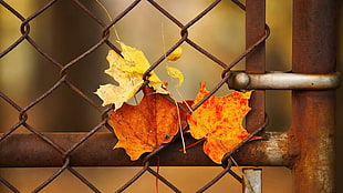 brown maple leaf, leaves