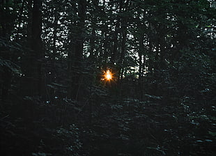 green leafed plant, Trees, Light, Beam