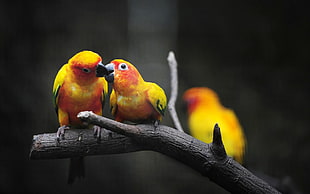 selective focus of two lovebirds on wood trunk