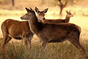 three brown deer on green grass, richmond park