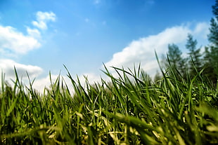 green grass, nature, macro, grass HD wallpaper