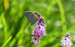 close-up photography of brown butterfly perching on purple flower