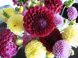 yellow, pink, and red Dahlia flowers in bloom close-up photo