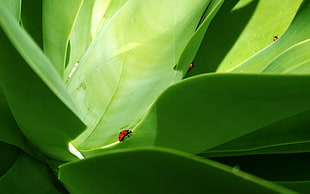 red ladybugs on plants