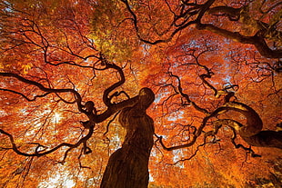 trees, plants HD wallpaper