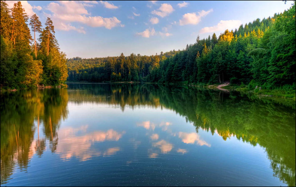 forest river timelapse photo HD wallpaper