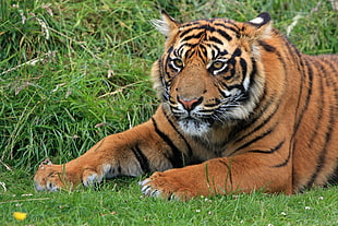 Bengal tiger lying on grass during day HD wallpaper
