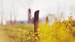 tilt tilt shift lens photography of brown wooden post on green grass, nature, fence, flowers, depth of field