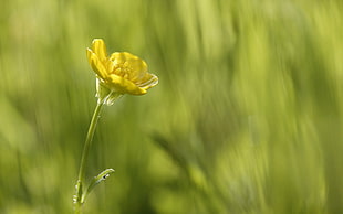selective-focus photography of yellow flower
