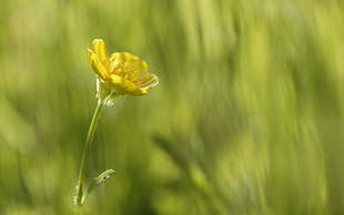 selective-focus photography of yellow flower HD wallpaper