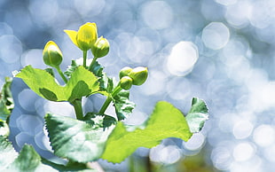 bokeh photography of green flower buds
