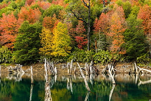 forest trees, nature, landscape, lake, fall
