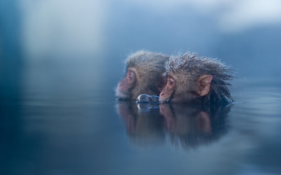 two snow monkeys, animals, mammals, monkey HD wallpaper