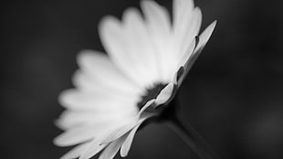 grayscale photography of flower, flowers, monochrome