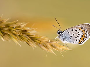 Common Blue butterfly perched on brown leaf plant closeup photography HD wallpaper