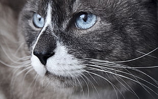 animal photography of short-coated white and black cat
