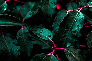 focused photo of green leaf HD wallpaper