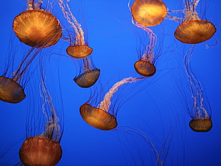 jelly fish painting, jellyfish, nature, sea, animals